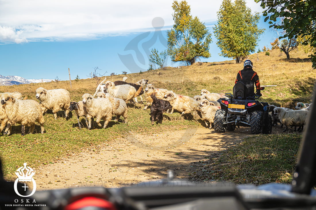 Off-road Adventure ATV Dog and Sheeps on the roads